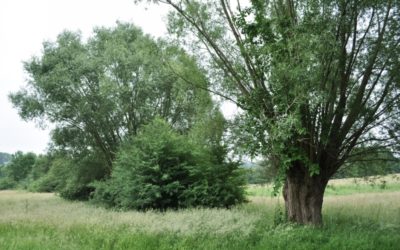 Prime régionale pour la plantation