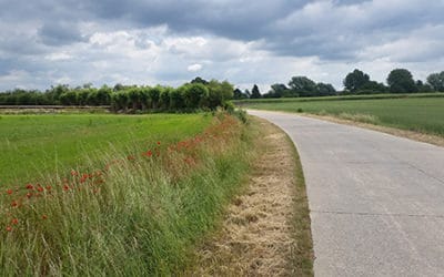 Fauchage tardif sur Hannut