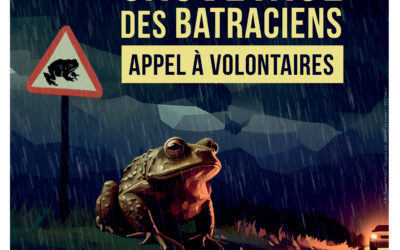 Sauvetage des batraciens – Appel à volontaires