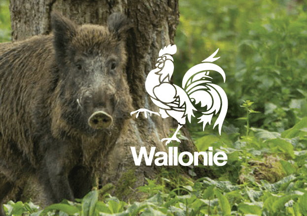 Archivé: Peste porcine africaine à nos portes