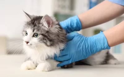 Stérilisation des chats domestiques : petit rappel