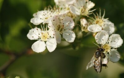 La Wallonie vous offre entre 500 et 8 000 plants !