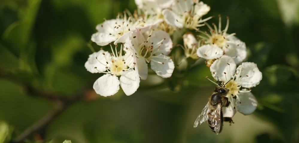 La Wallonie vous offre entre 500 et 8 000 plants !
