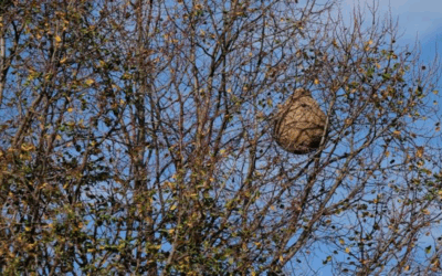 Le frelon asiatique : que faire ?