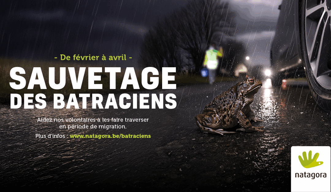 Opération « Sauvetage des batraciens » !