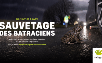 Opération « Sauvetage des batraciens » !