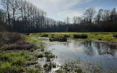 La future Réserve Naturelle à Avin