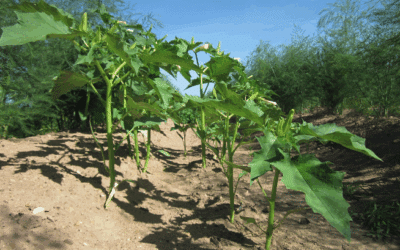 Le Datura : comment reconnaître et éliminer cette plante très toxique ?